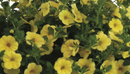 CALIBRACHOA BLOOMTASTIC - YELLOW