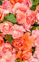 IMPATIENS DOUBLE ROCKAPULCO - TROPICAL SHADES