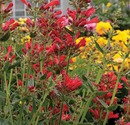 AGASTACHE - SUNRISE RED