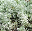 ARTEMISIA - SILVER MOUND