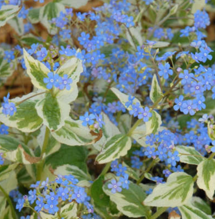 BRUNNERA - VARIEGATA