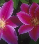CLEMATIS - DR. RUPPEL