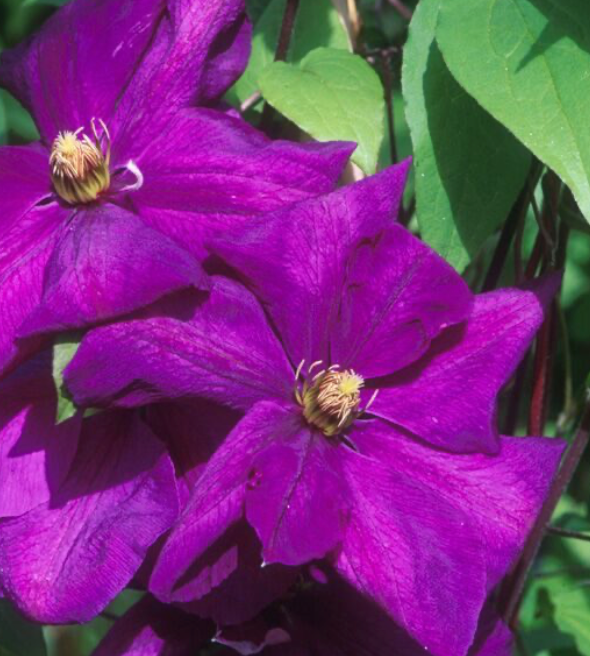 CLEMATIS - PERRINS PRIDE