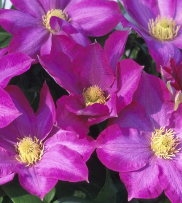 CLEMATIS - PINK CHAMPAGNE