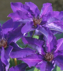 CLEMATIS - PRESIDENT