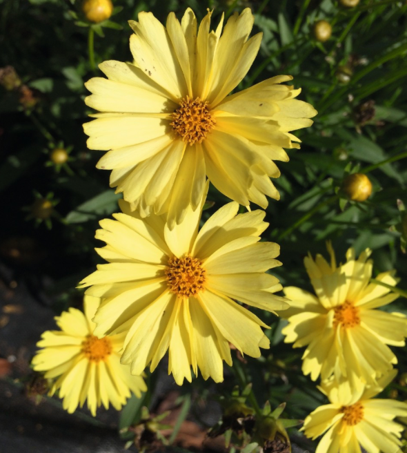 COREOPSIS - LEADING LADY LAUREN