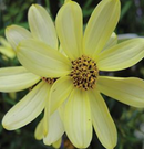 COREOPSIS - MOONBEAM