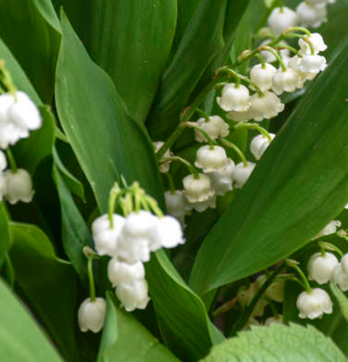 CONVALLARIA MAJORIS - LILLY OF THE VALLEY