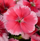 DIANTHUS - CORONET STRAWBERRY