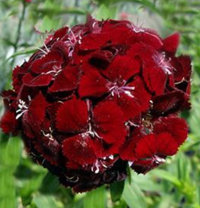 DIANTHUS - CRUSH BURGANDY