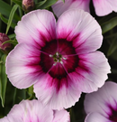 DIANTHUS - WHITE W/PURPLE EYE