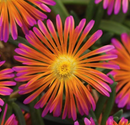 DELOSPERMA - ORANGE