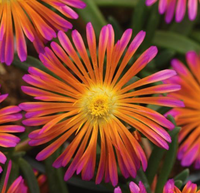 DELOSPERMA - OCEAN SUNSET/ORANGE