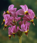 DODECATHEON - APHRODITE