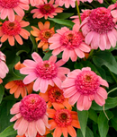 ECHINACEA - DBL DIP RAINBOW SHERBET