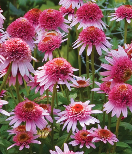 ECHINACEA - BUTTERFLY KISSES