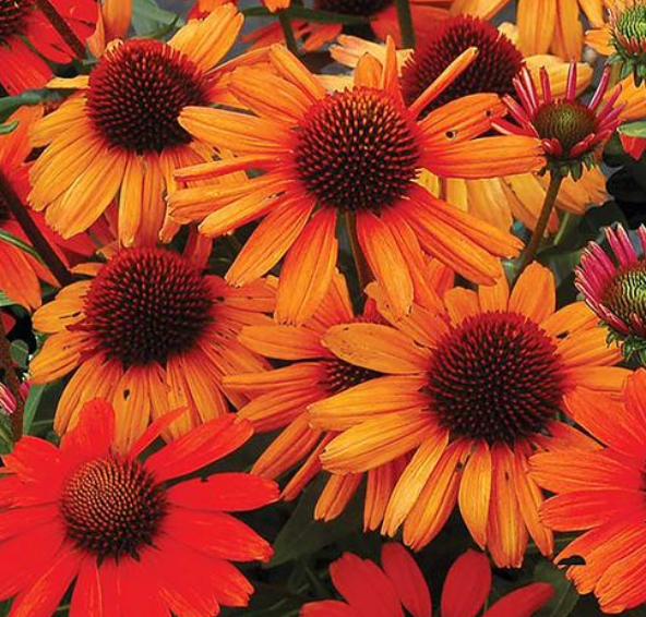 ECHINACEA - KISMET INTENSE ORANGE