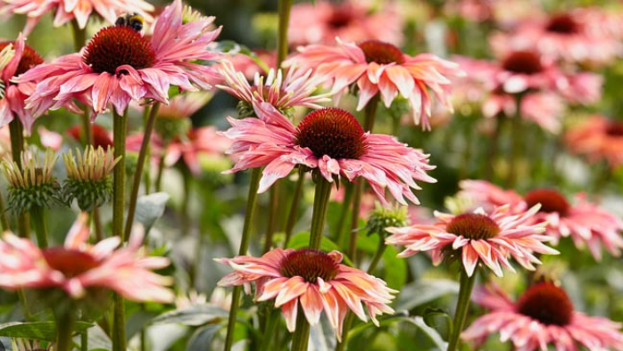 ECHINACEA - PLAYFUL MEADOWS MAMA