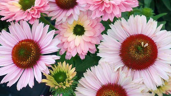 ECHINACEA - SUNSEEKER SALMON