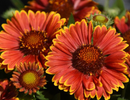 GAILLARDIA - SPINTOP RED HALO