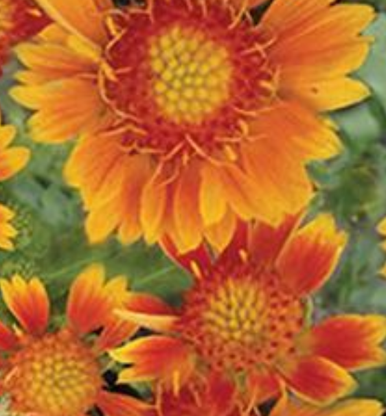 GAILLARDIA - SPINTOP MANGO