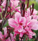 GAURA - PASSIONATE BLUSH
