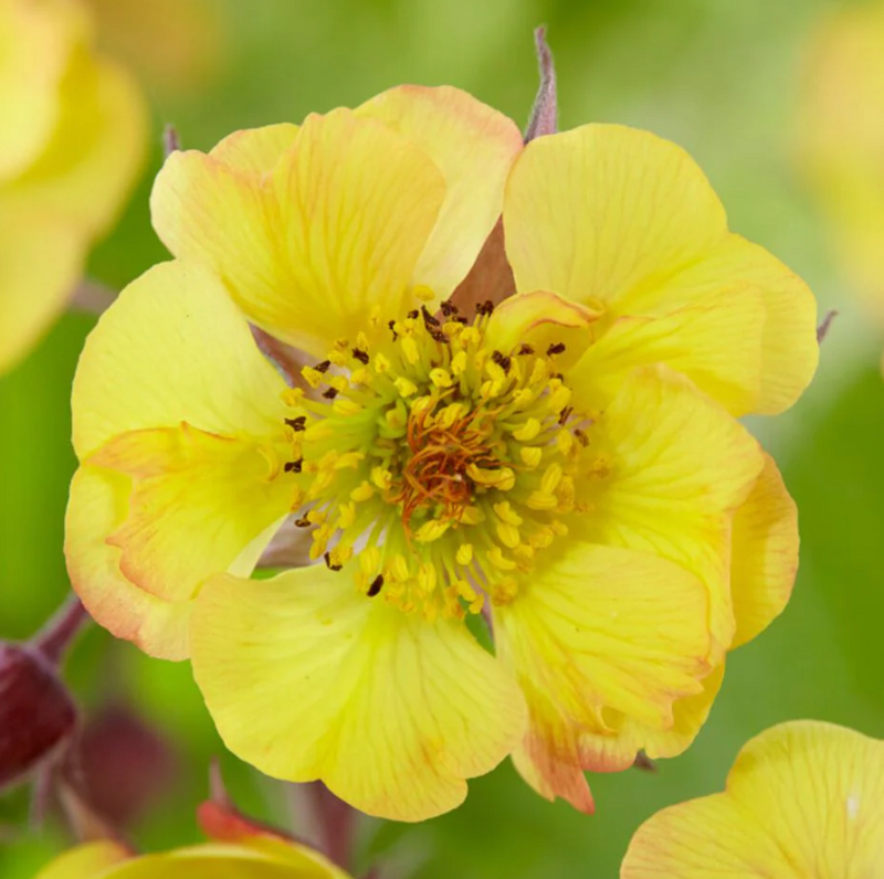 GEUM TRIFLORUM - TEQUILLA SUNRISE