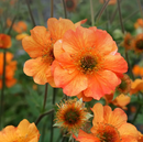 GEUM TRIFLORUM - TOTALLY TANGERINE