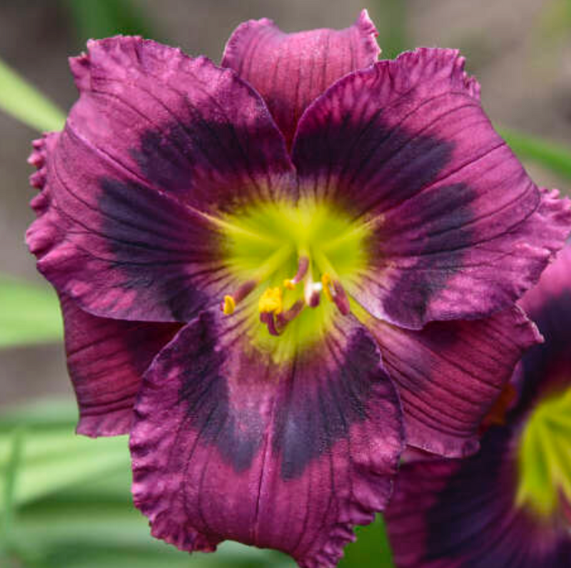 HEMEROCALLIS - KANSAS KITTEN PURPLE