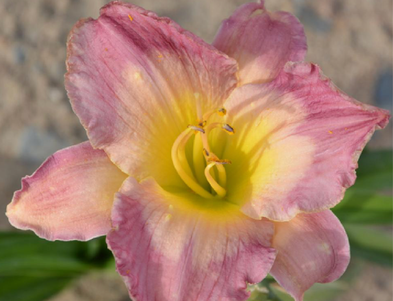 HEMEROCALLIS - MOROCCAN SUNRISE