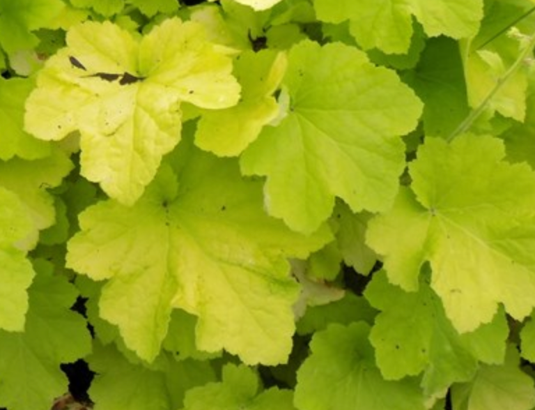 HEUCHERA - CITRONELLE