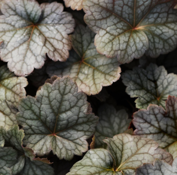 HEUCHERA - COLOR DREAM