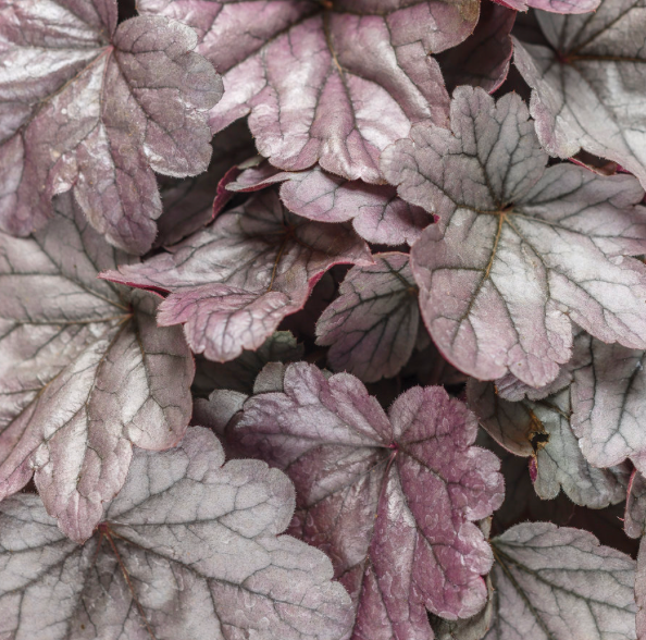 HEUCHERA - DOLCE SILVER GUMDROP