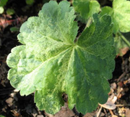 HEUCHERA - HERCULES