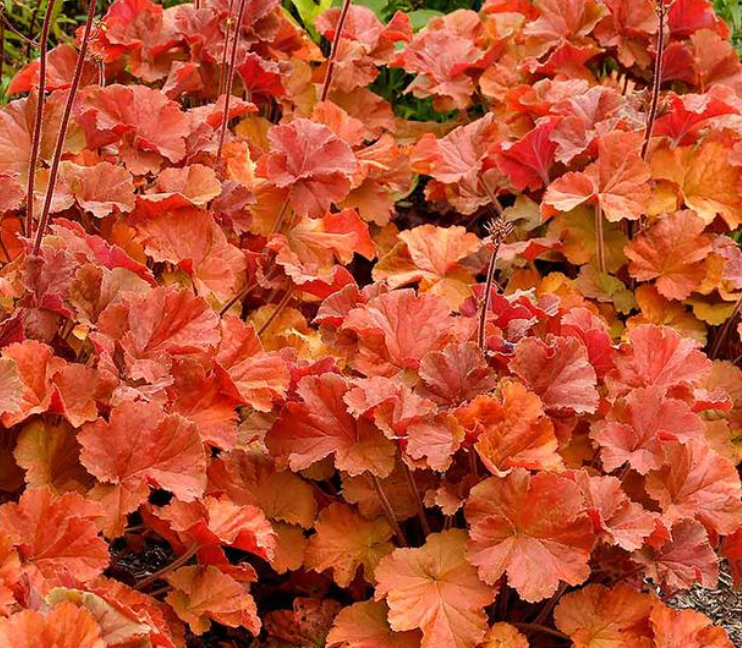 HEUCHERA - NORTHERN EXPOSURE AMBER