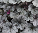 HEUCHERA - SMOKE AND MIRRORS
