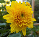 HELIANTHUS - SUNSHINE/DAYDREAM