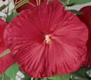 HIBISCUS HARDY - LUNA RED