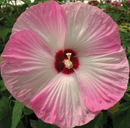 HIBISCUS HARDY - PINK SWIRL