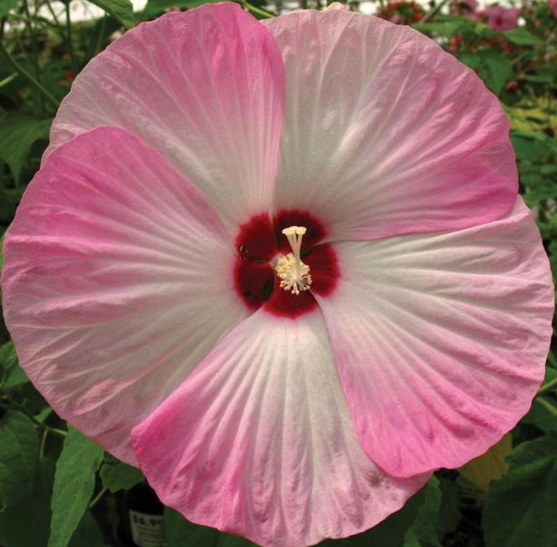 HIBISCUS HARDY - PINK SWIRL