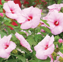 HIBISCUS VARIOUS COLORS  BUSH