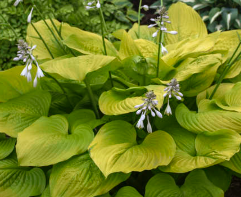 HOSTA - AGE OF GOLD