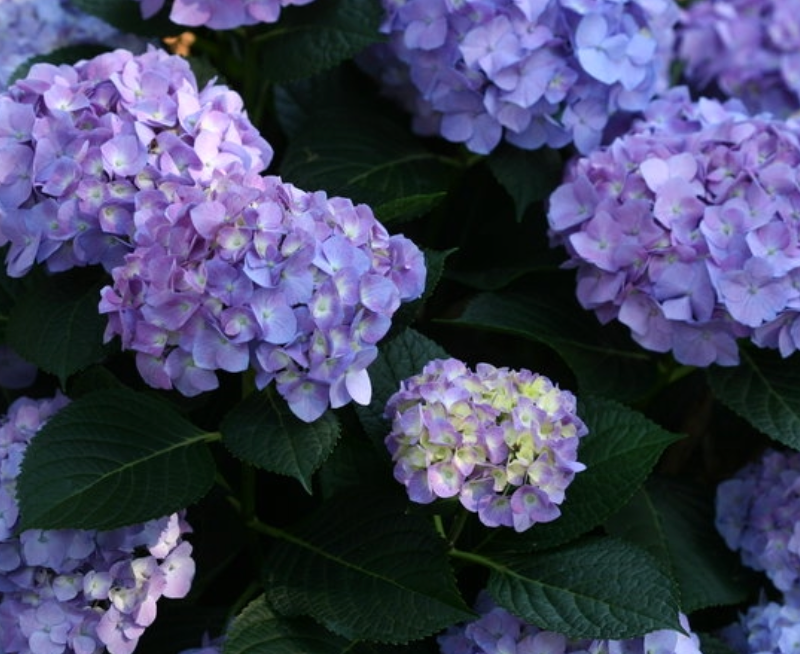 HYDRANGEA - BLUE JANGLES