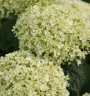 HYDRANGEA - INVINCIBELLE LIMETTA