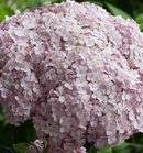 HYDRANGEA - INCREDIBALL BLUSH