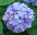 HYDRANGEA - LETS DANCE SKYVIEW