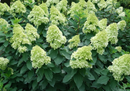 HYDRANGEA - LIMELIGHT PRIME