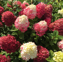 HYDRANGEA - LITTLE LIME PUNCH