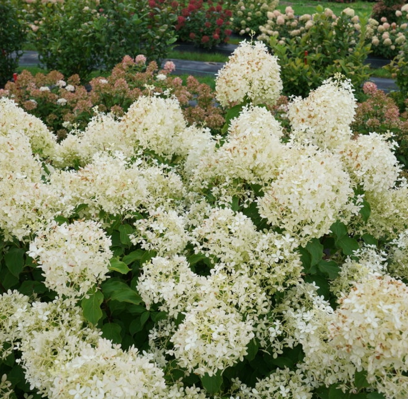 HYDRANGEA - PUFFERFISH