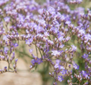 LIMONIUM LATIFOLIUM - SEA LAVENDER